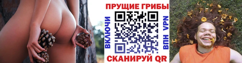 Галлюциногенные грибы Psilocybe  Купить  Аркадак 